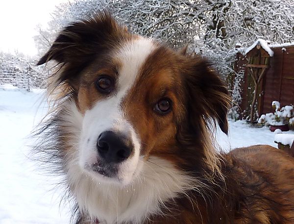 Collie Portrait in the snow