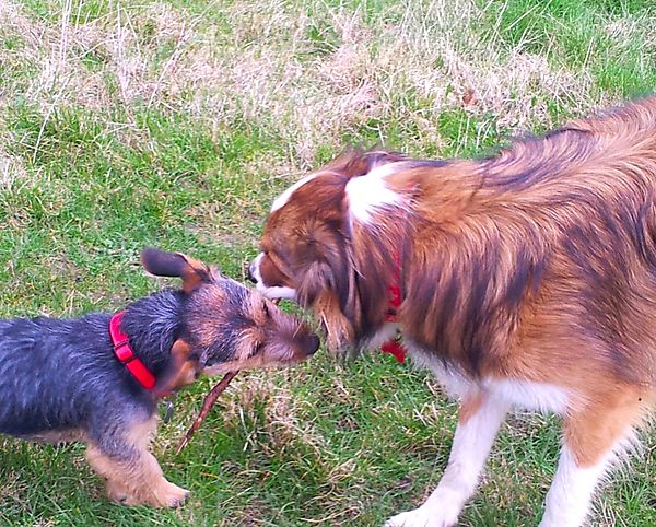 Collie and Jack Russell puppy