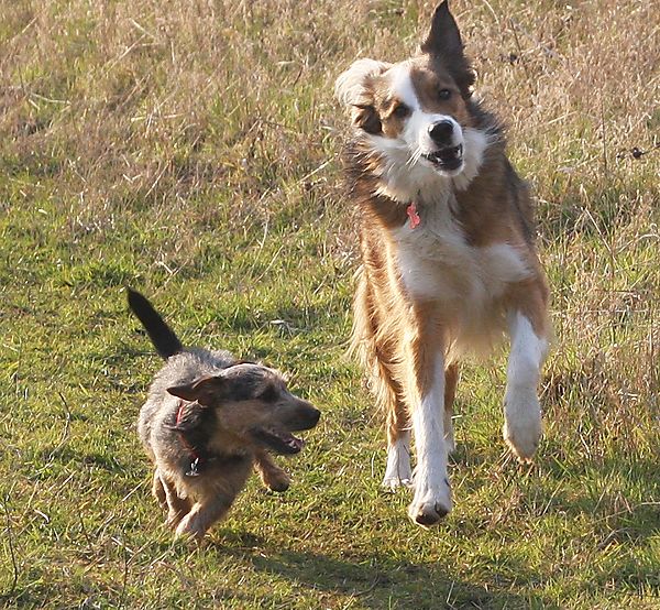 Jack Russell and Border Collie have fun together