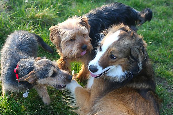 Dogs playing together