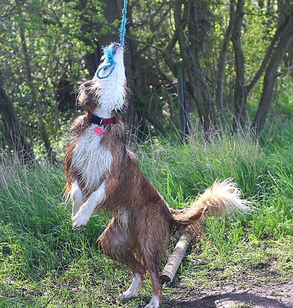 Collie  Swinging