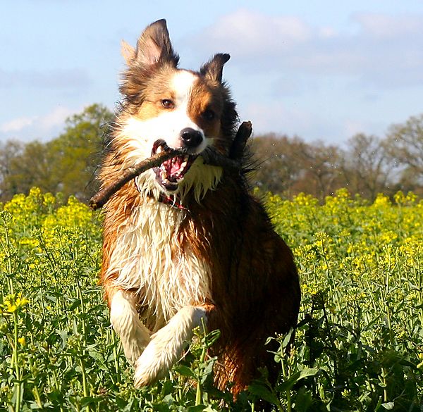 Woody the Lively Collie