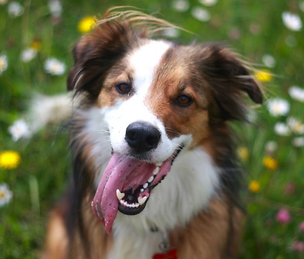 Lovely photo of Woody the Collie