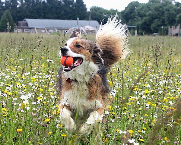 Collie Playing ball in wild flower field