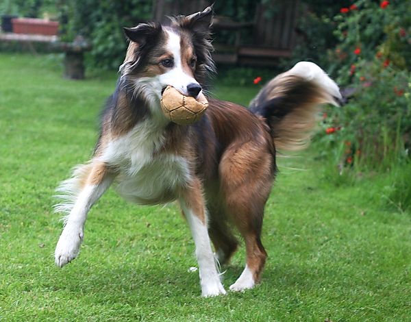 Dancing Woody the Collie