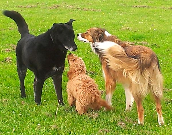 Dogs meeting...