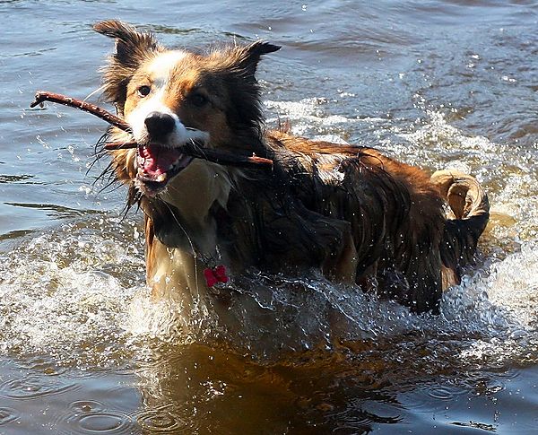 Woody the Welsh Border Collie Swimming