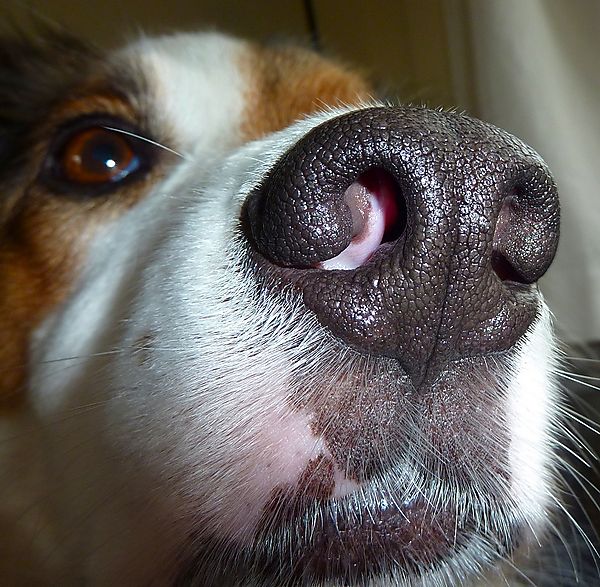 Dogs Nose