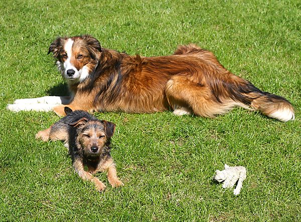 Collie and Jack Russell