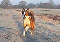 photo thumbnail Woody the Collie on a frosty morning walk