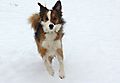 Collie in the Snow