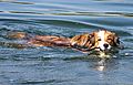 photo thumbnail Collie Woody cooling down