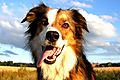 photo thumbnail Woody the Collie