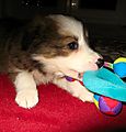 Collie pup Woody with his first toy