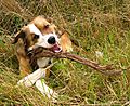 Woody the collie loves sticks