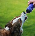 Thirsty Border Collie Woody