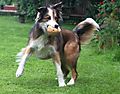 photo thumbnail Dancing Woody the Collie