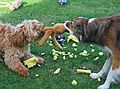 Dogs playing Tug