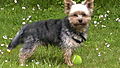Yorkie - acting cool with my ball