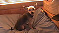 photo thumbnail Yorkshire Terrier, Monty