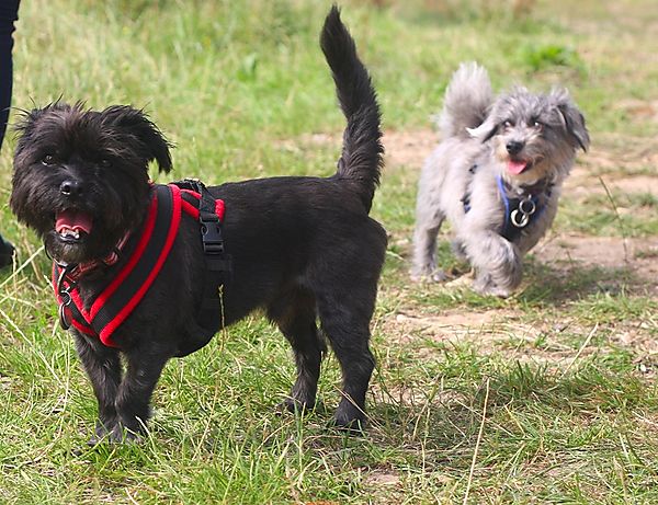 Lilly is a Maltese X and Zipper is a Shih Tzu