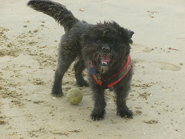4 year old Shih Tzu cross, Zipper