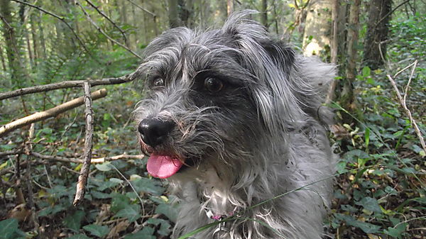 3 year old Maltese cross