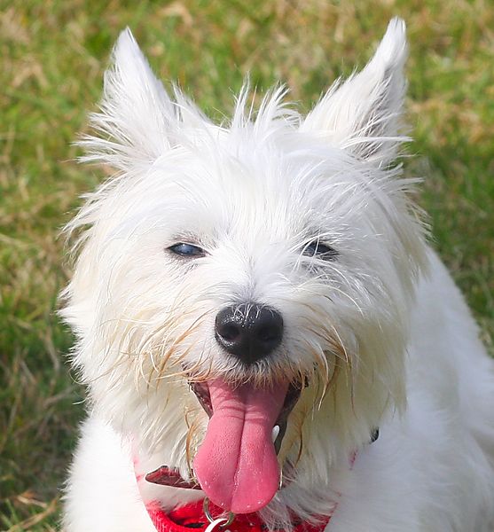 Westie Kenzie having a laugh