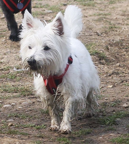 Kenzie,  West Highland White Terrier