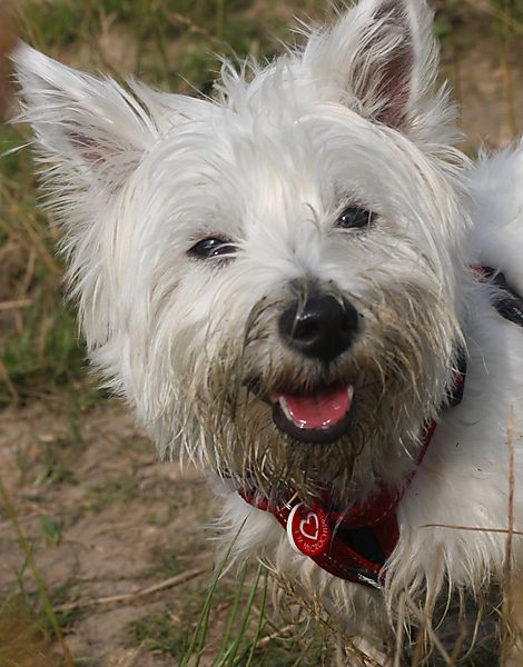 West Highland White Terrier,  Kenzie