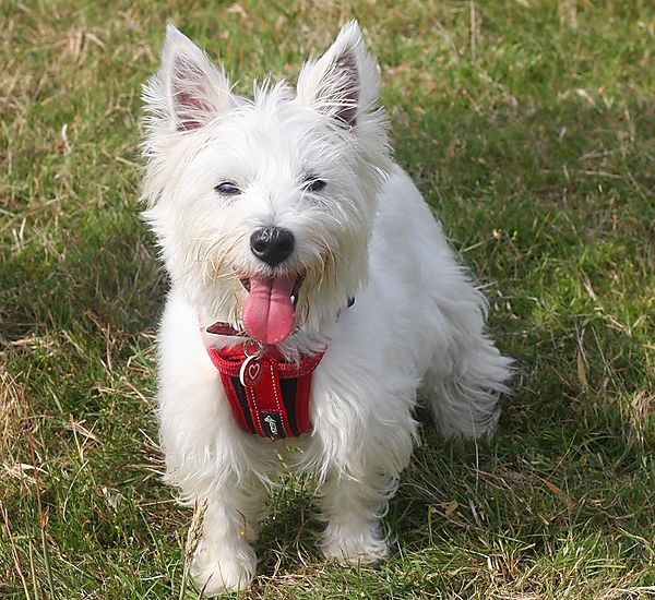 West Highland White Terrier
