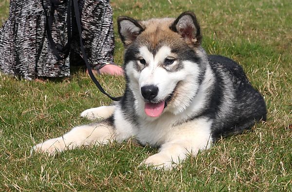 Alaskan Malamute Obi on walkies