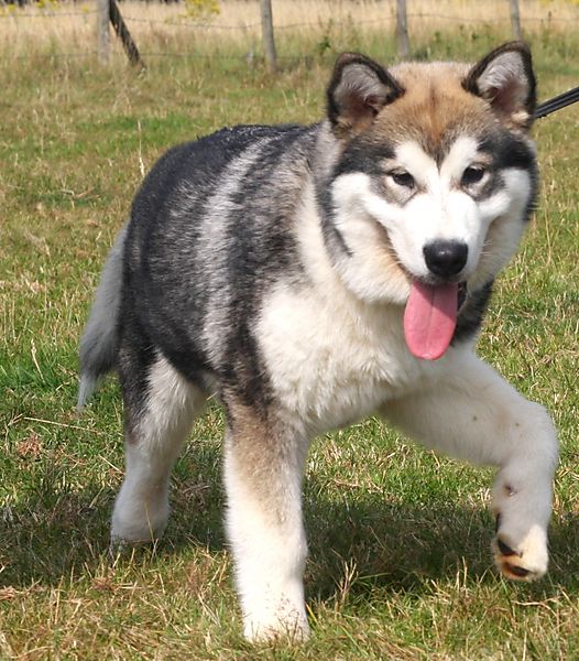 Alaskan Malamute Obi