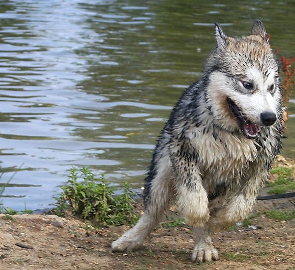 Alaskan Malamute Obi,