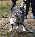 photo thumbnail Alaskan Malamute Obi shaking