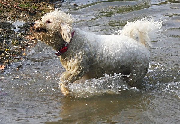 Bichon Oscar - enjoying the lake