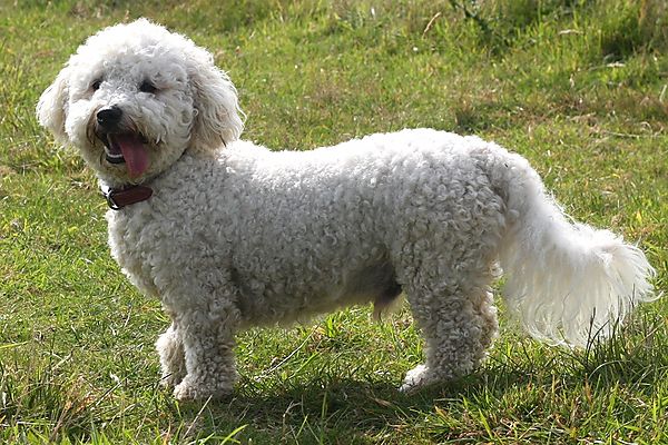 Bichon Oscar on walkies