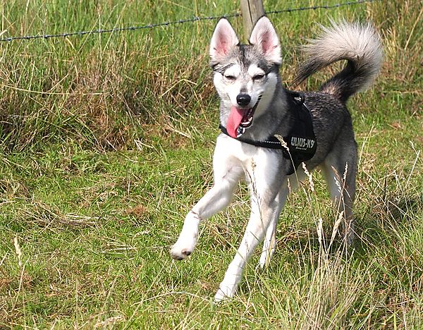 Alaskan Klee Kai Skye