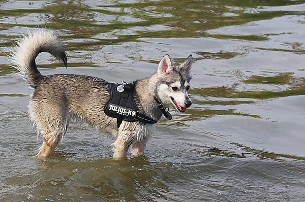 Skye Alaskan Klee Kai