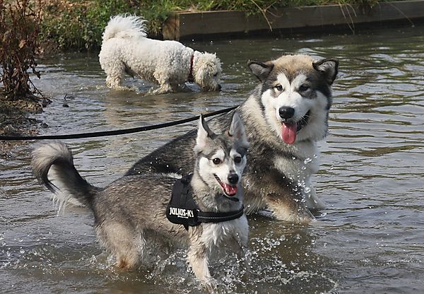 Dogs in water