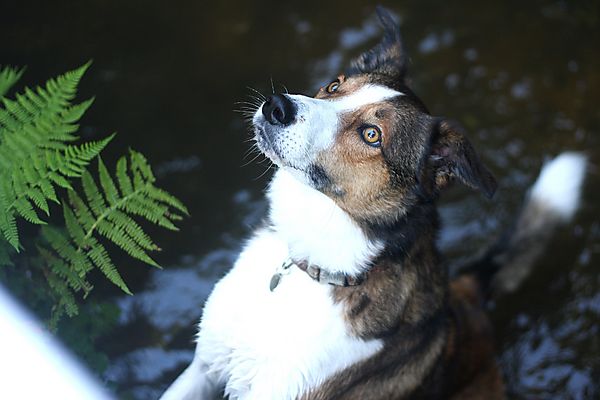 Merlin out on walkies