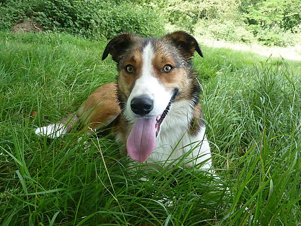 Merlin - Welsh Smooth Coated Collie