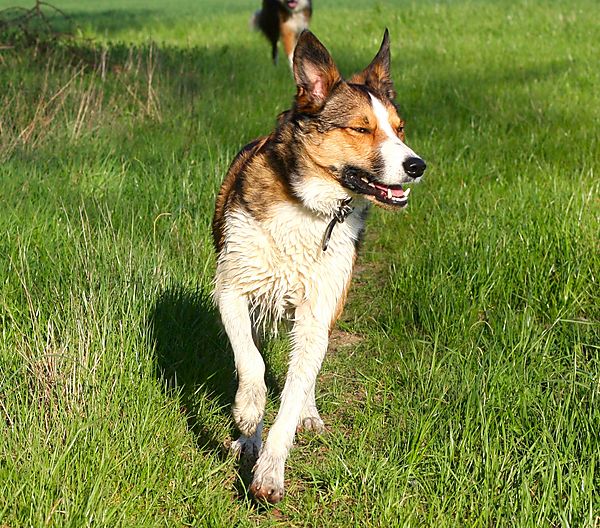 Merlin the collie enjoying his walk