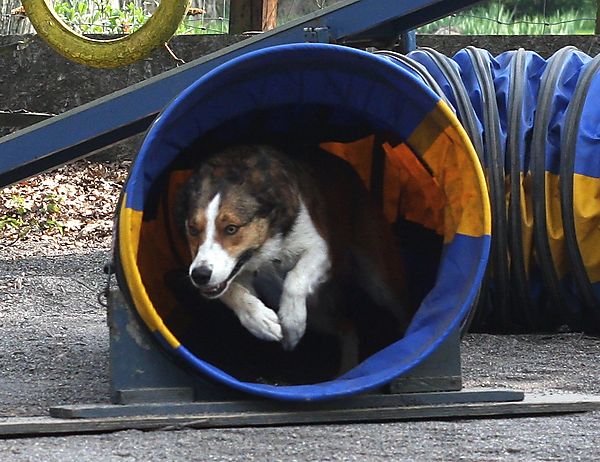 Merlin the collie at Agility