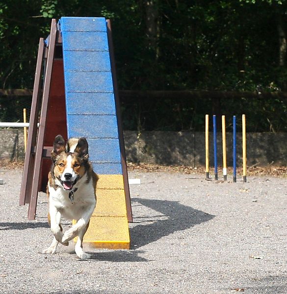 The Walker at Agility