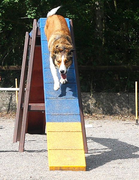 Merlin the Collie coming down the Walker at Agility