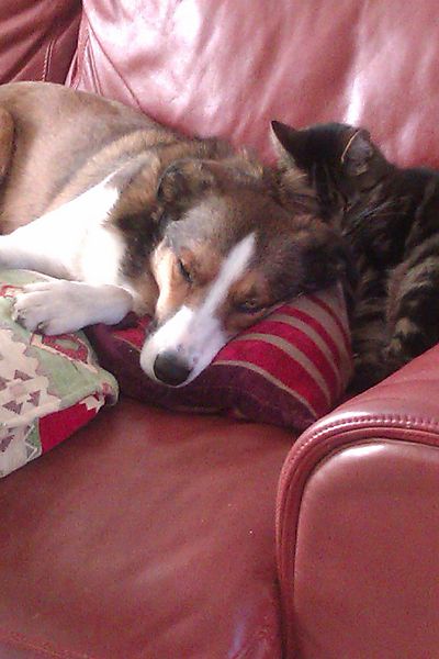 Collie Dog and Cat getting along with one another