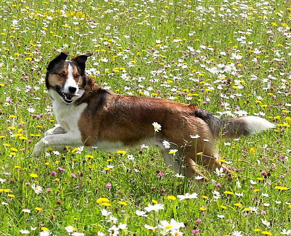 Smooth Collie, Merlin,  having fun in a field of the wild flowers
