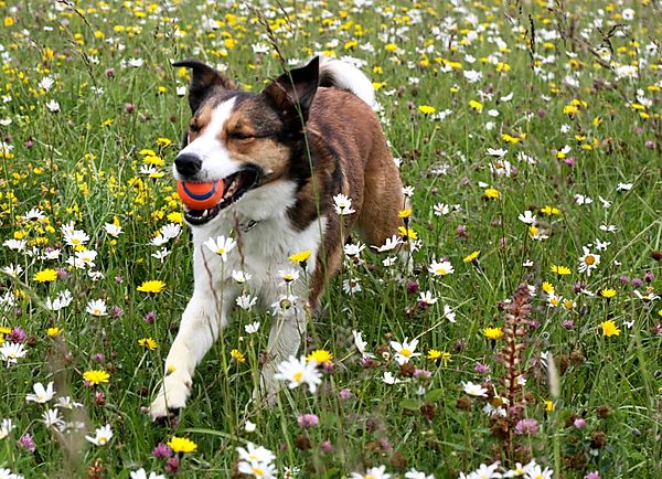 Collie Merlin playing ball