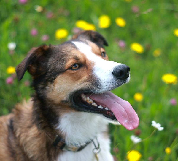 Merlin smoth collie waiting for his ball